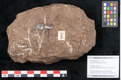 Foto (Objekt + Etikett) von Araucaria sternbergii Goeppert (NHMW-GEO-2024-0188-8295)